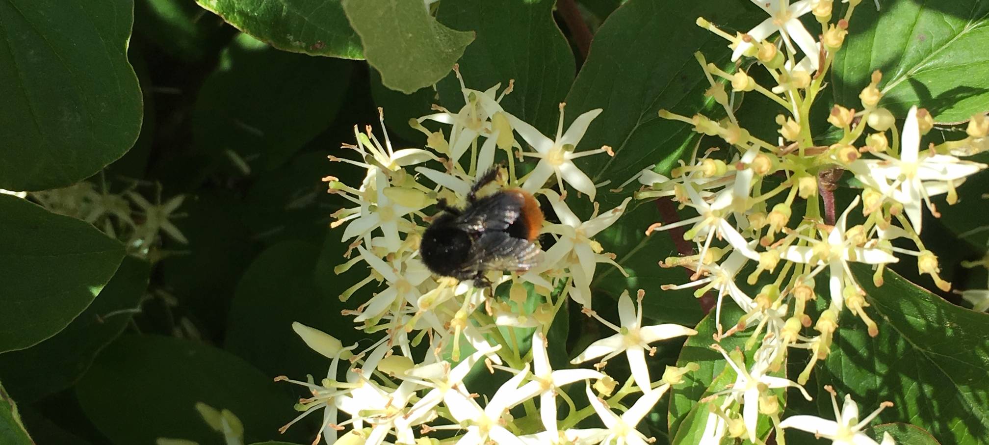 Was hilft gegen Insektenstiche?