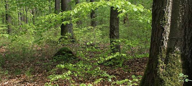 Wald erleben- für große und kleine Entdecker