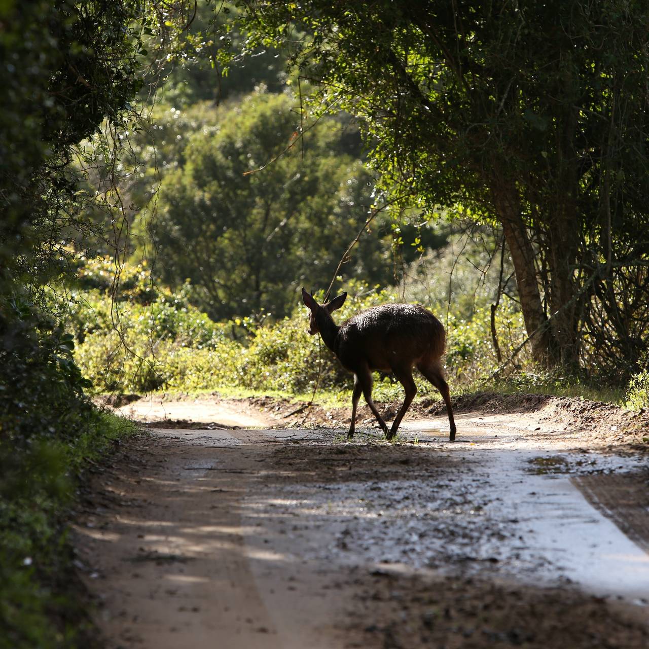 Symbolbild: Reh auf Straße