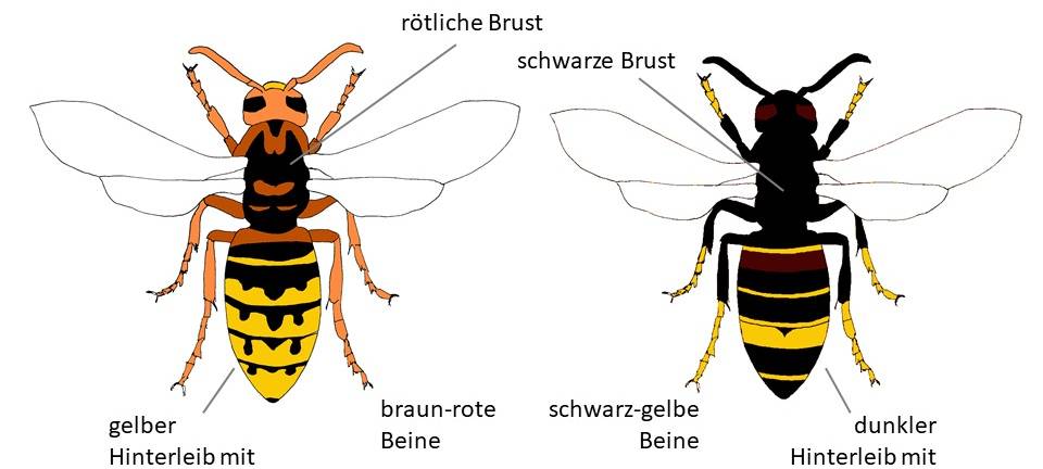 Asiatische Hornisse nicht mehr meldepflichtig