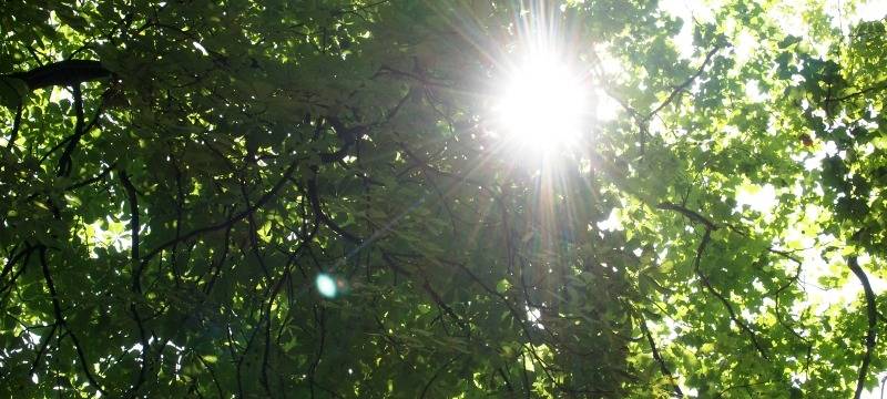 Stadt Soest fördert große Bäume