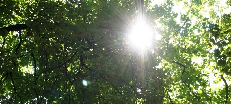 Werl: Letztes Pflanzfest beendet Aufforstung im Stadtwald