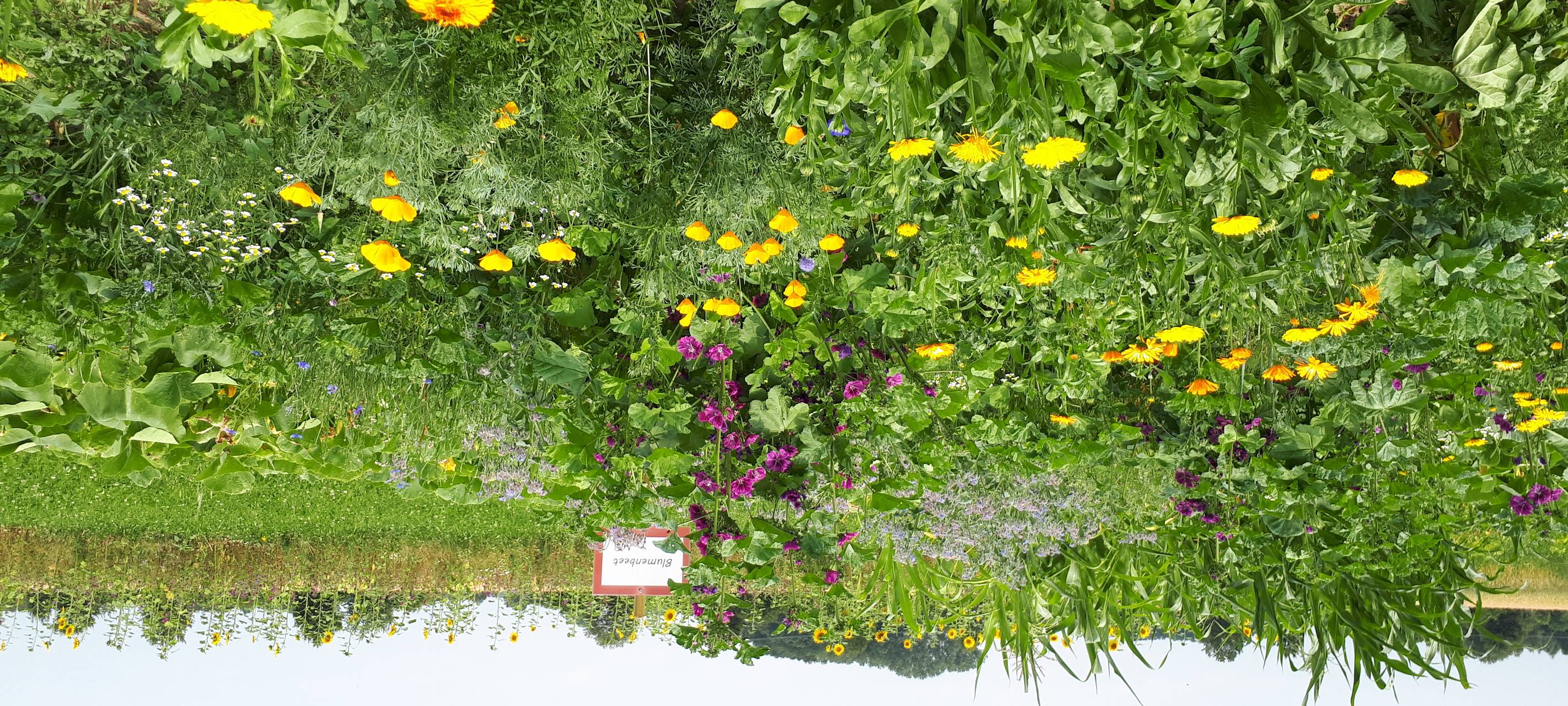 Wildkräuter