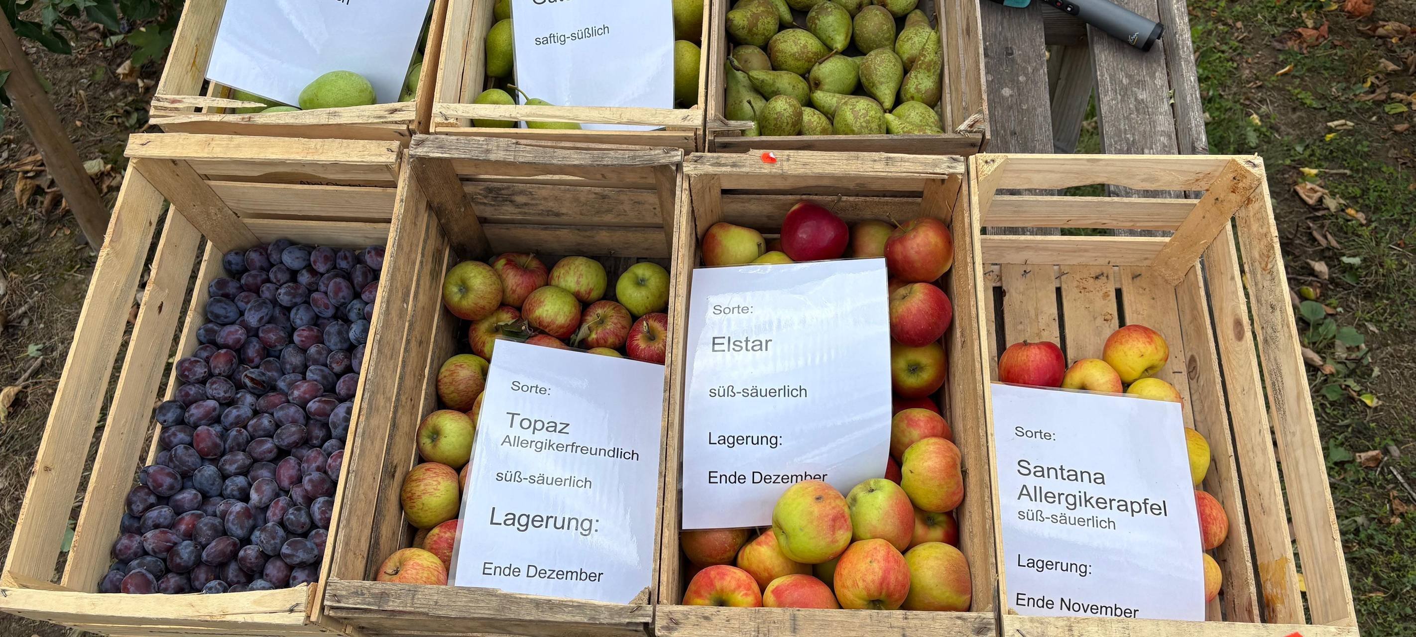 Obsternte läuft im Kreis Soest auf Hochtouren