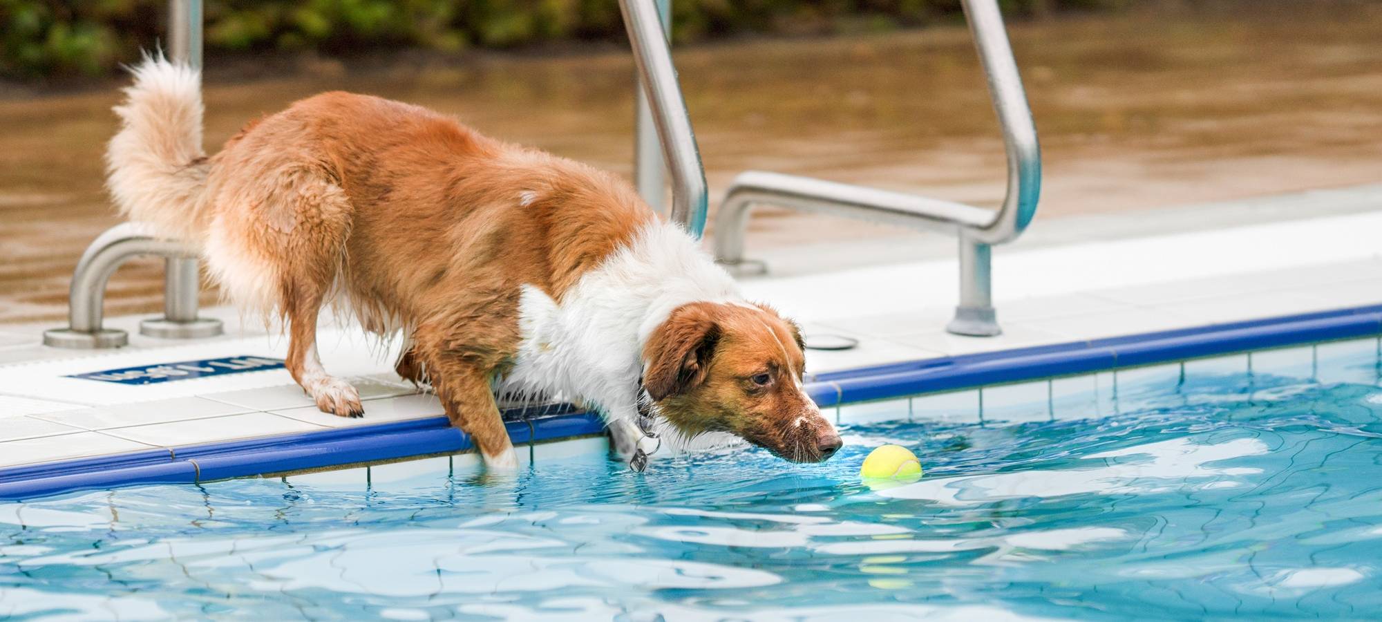 Nasse Fellnasen: Hundeschwimmen im Cabrioli Lippstadt