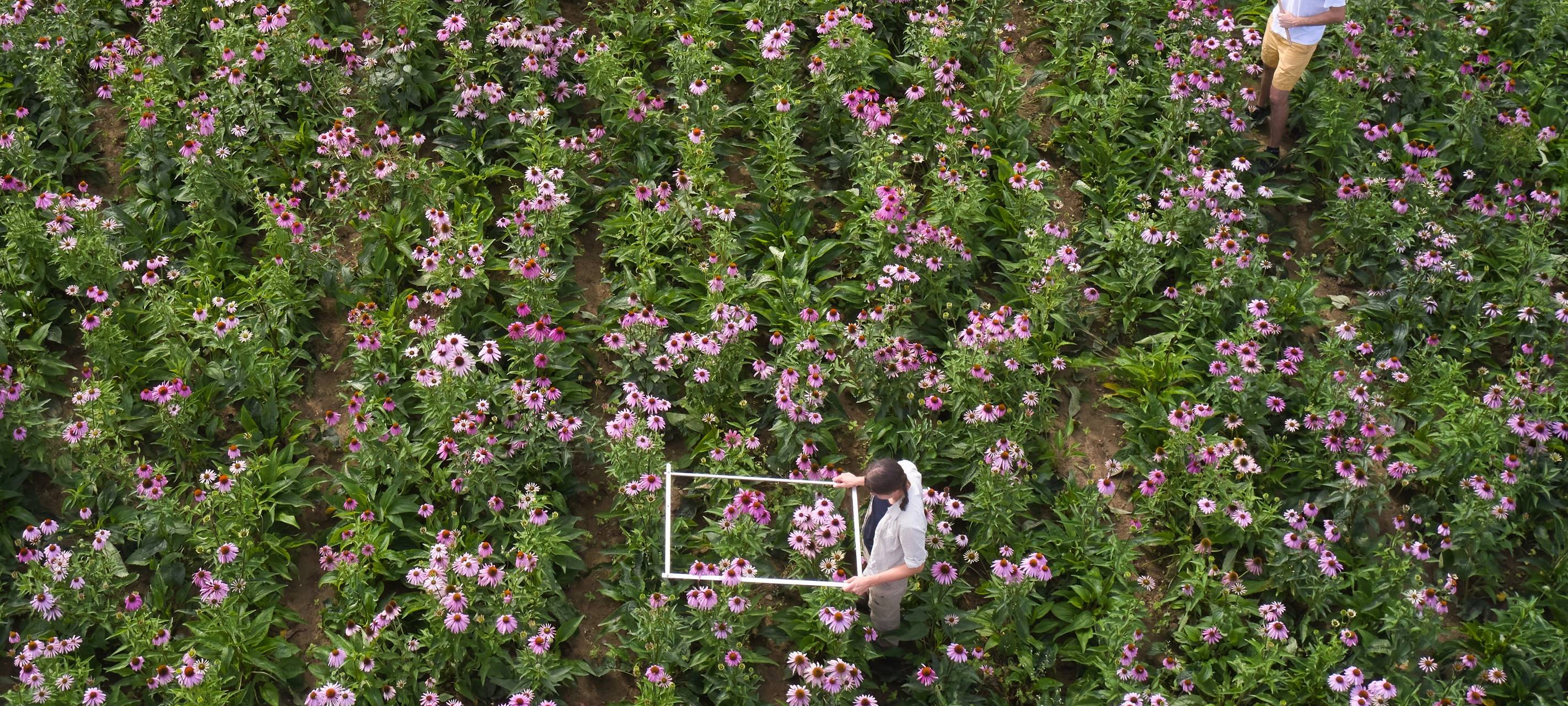 Heilpflanzen: Wertvoll für Insekten und die Landwirtschaft