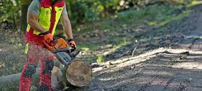 Stadt Warstein verkauft Brennholz aus dem Wald