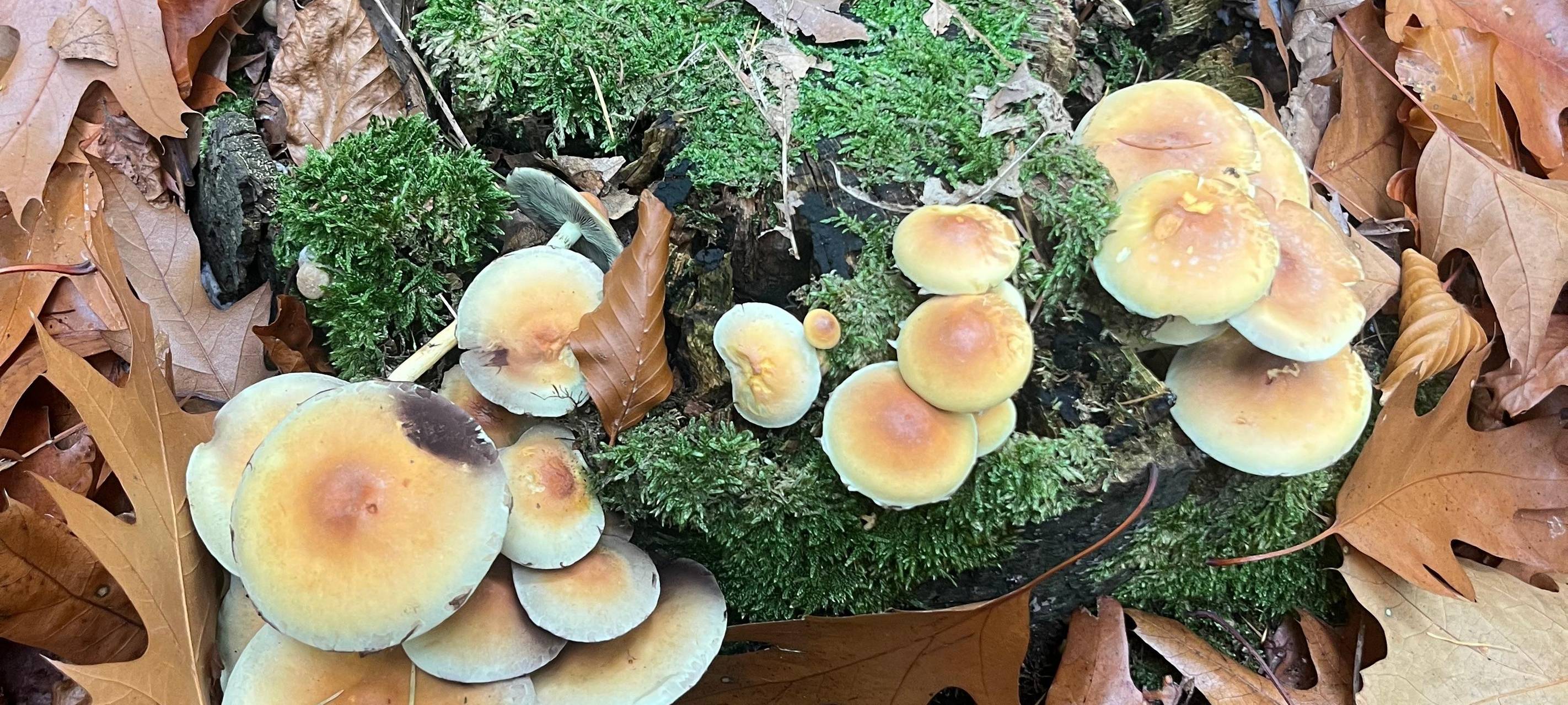 Unterwegs mit Pilzcoach im Kreis Soest