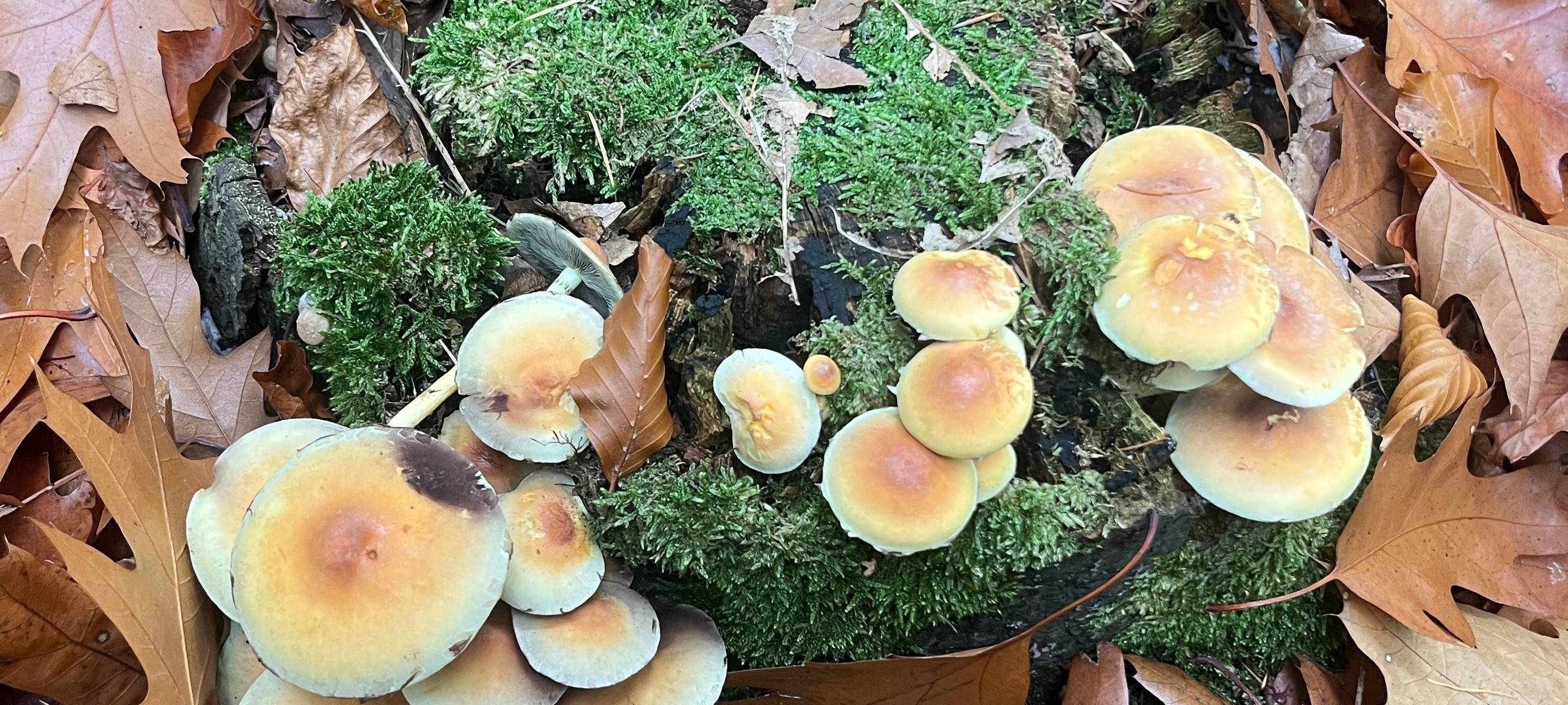 Unterwegs mit Pilzcoach im Kreis Soest