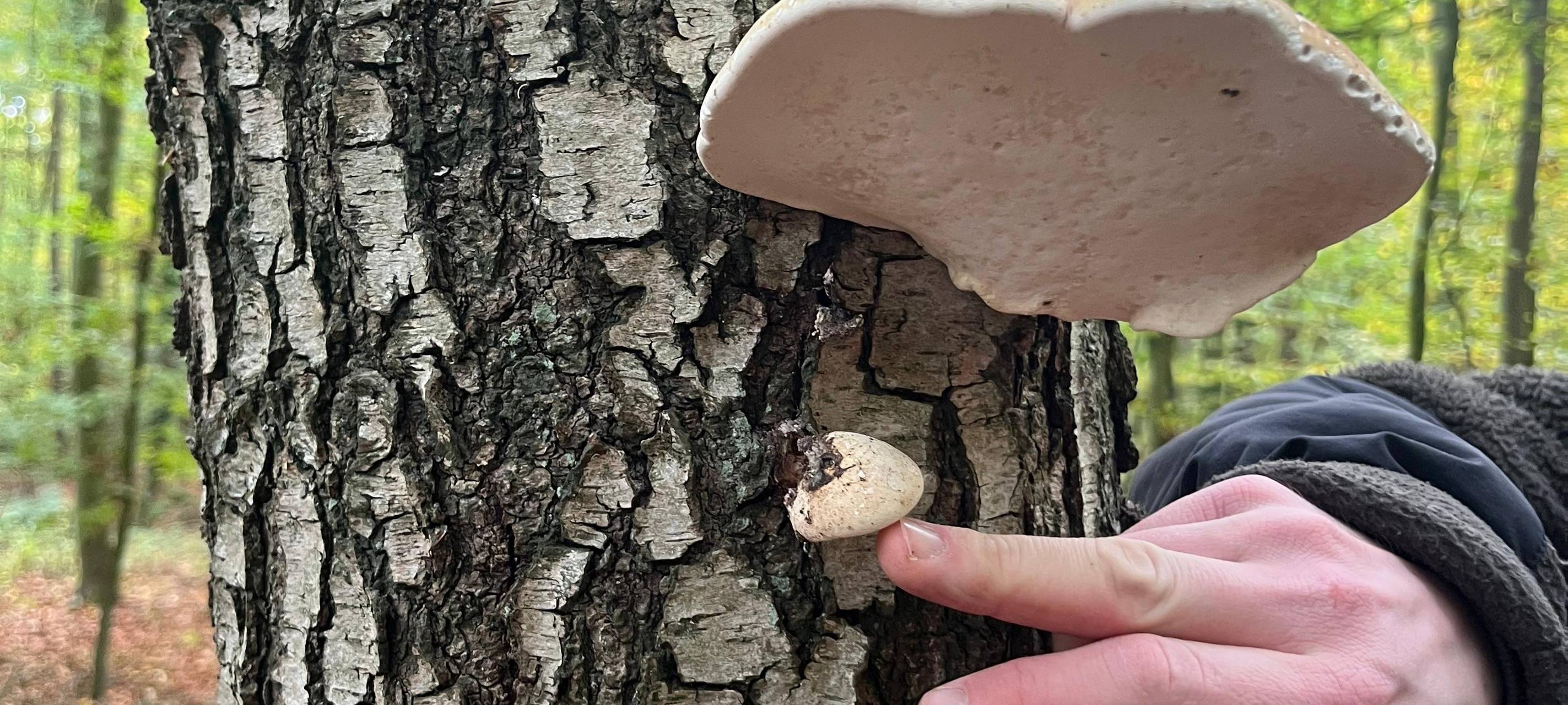 Unterwegs mit Pilzcoach im Kreis Soest