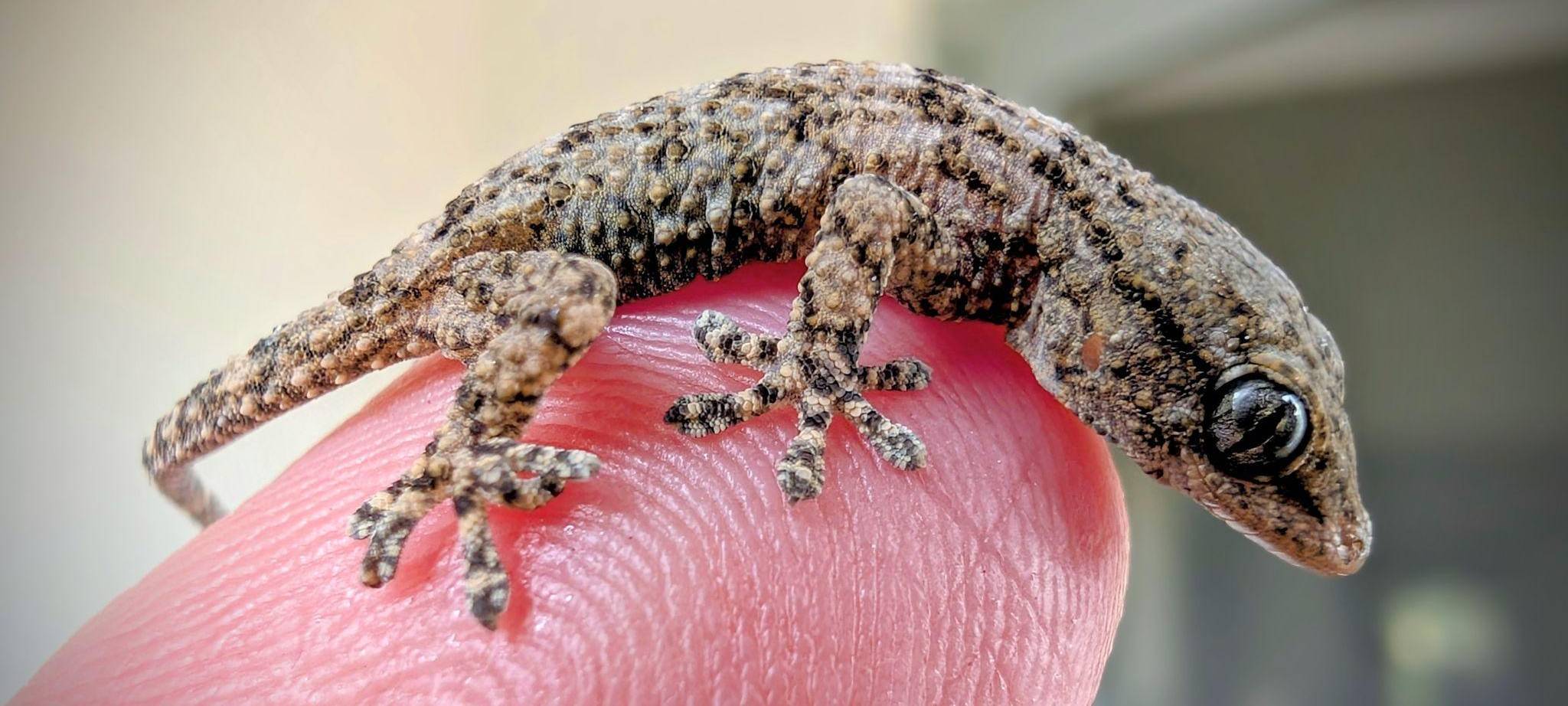Lebender Gecko in Packung mit Rucola-Salat gefunden