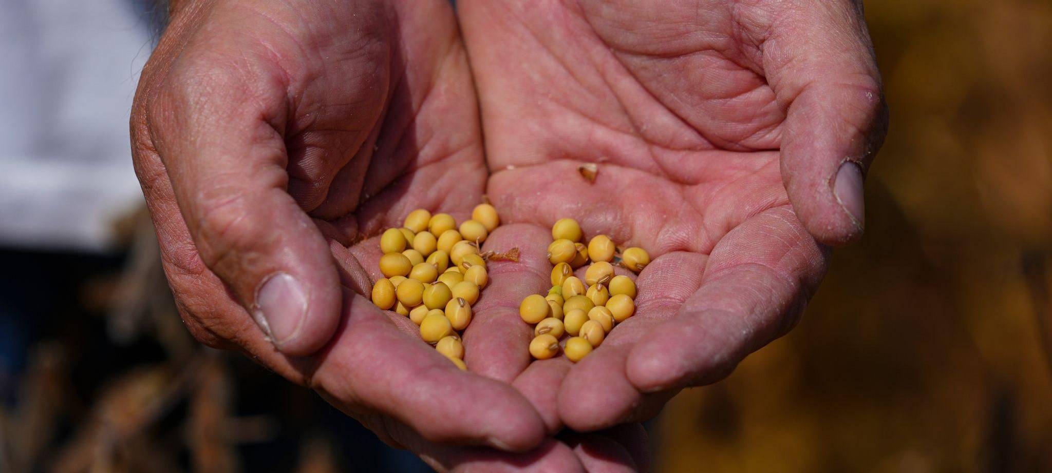 Sojabohnenernte in den USA