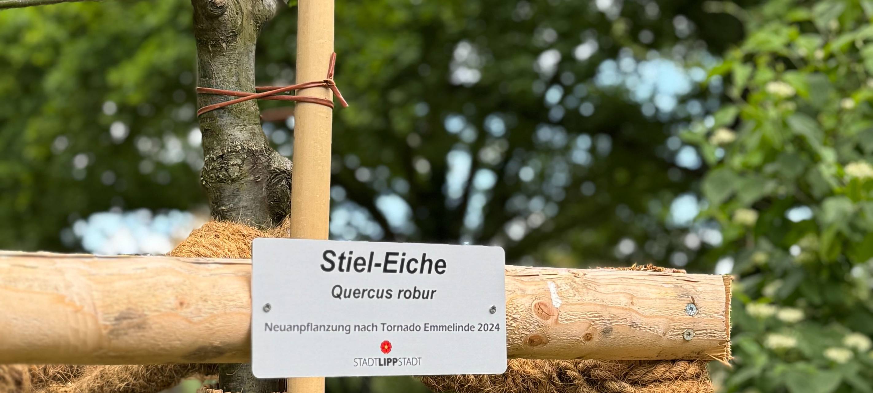 Lippstadt erfasst 28.000 Bäume im digitalen Baumkataster