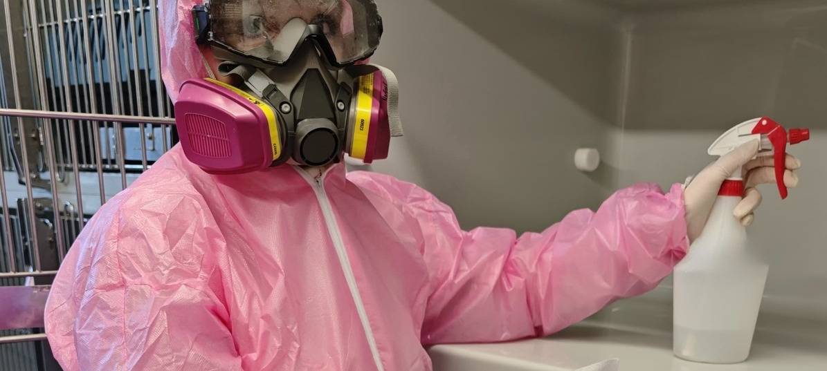 Tierheim Lippstadt: Gefährliche Parvovirose im Katzenhaus