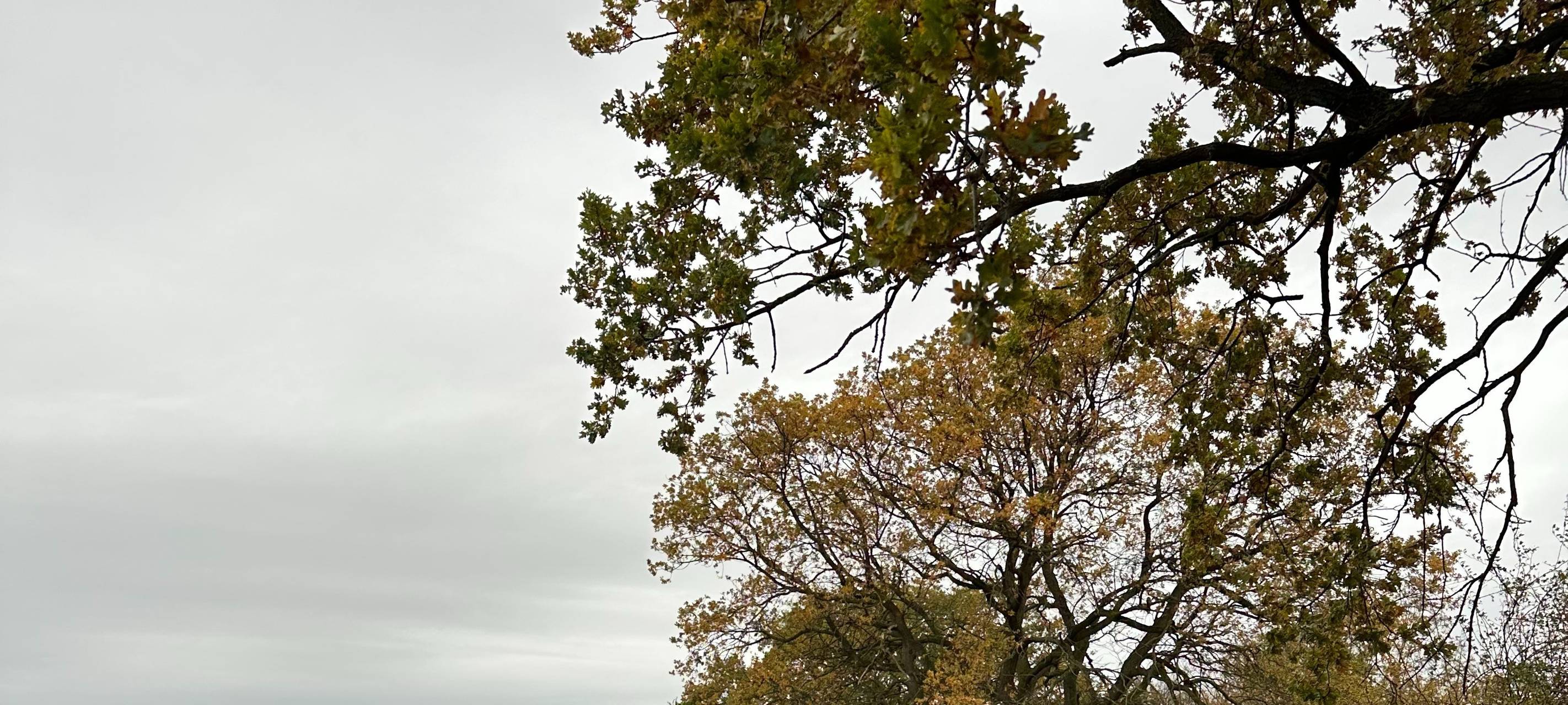 Feuerwehr-Einsatz für ausgerissene Rinder