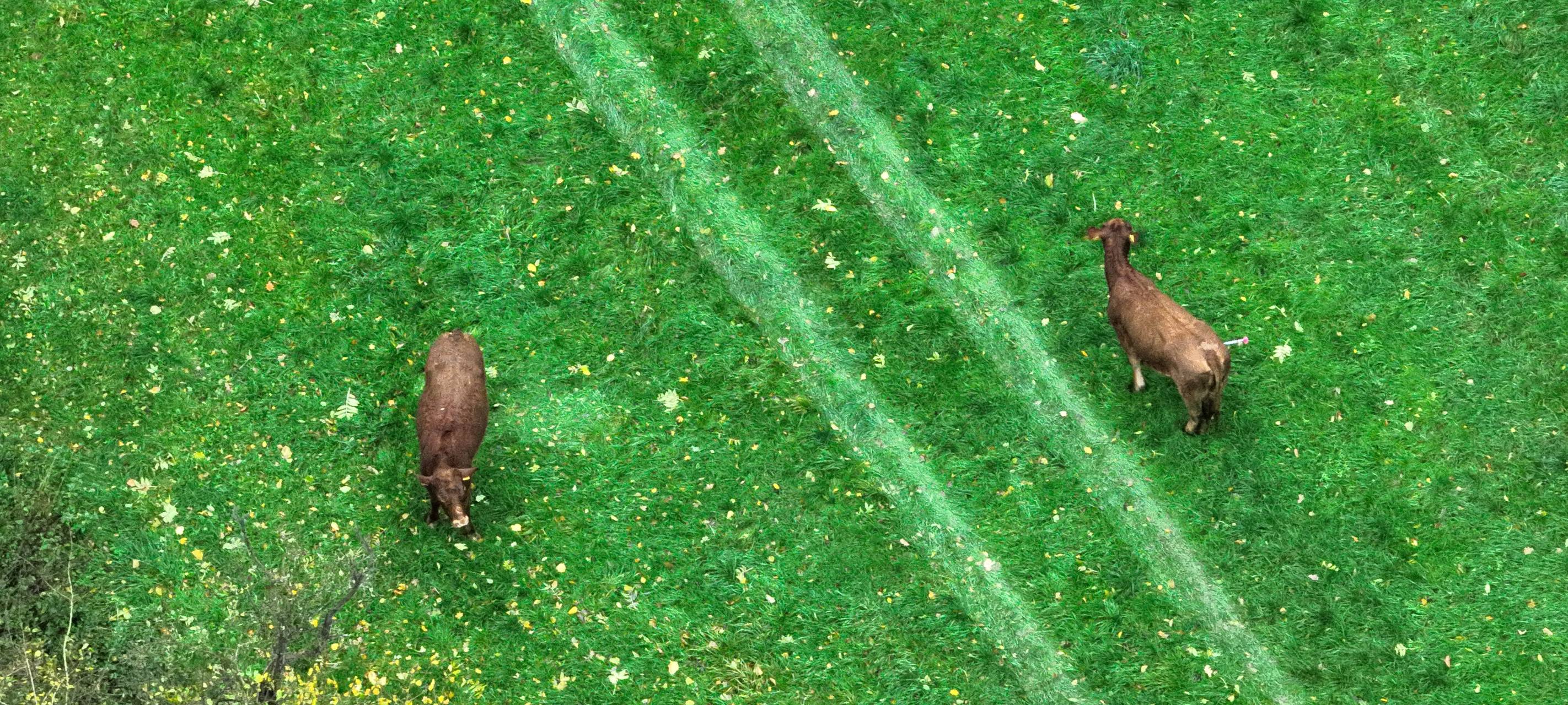 Feuerwehr-Einsatz für ausgerissene Rinder