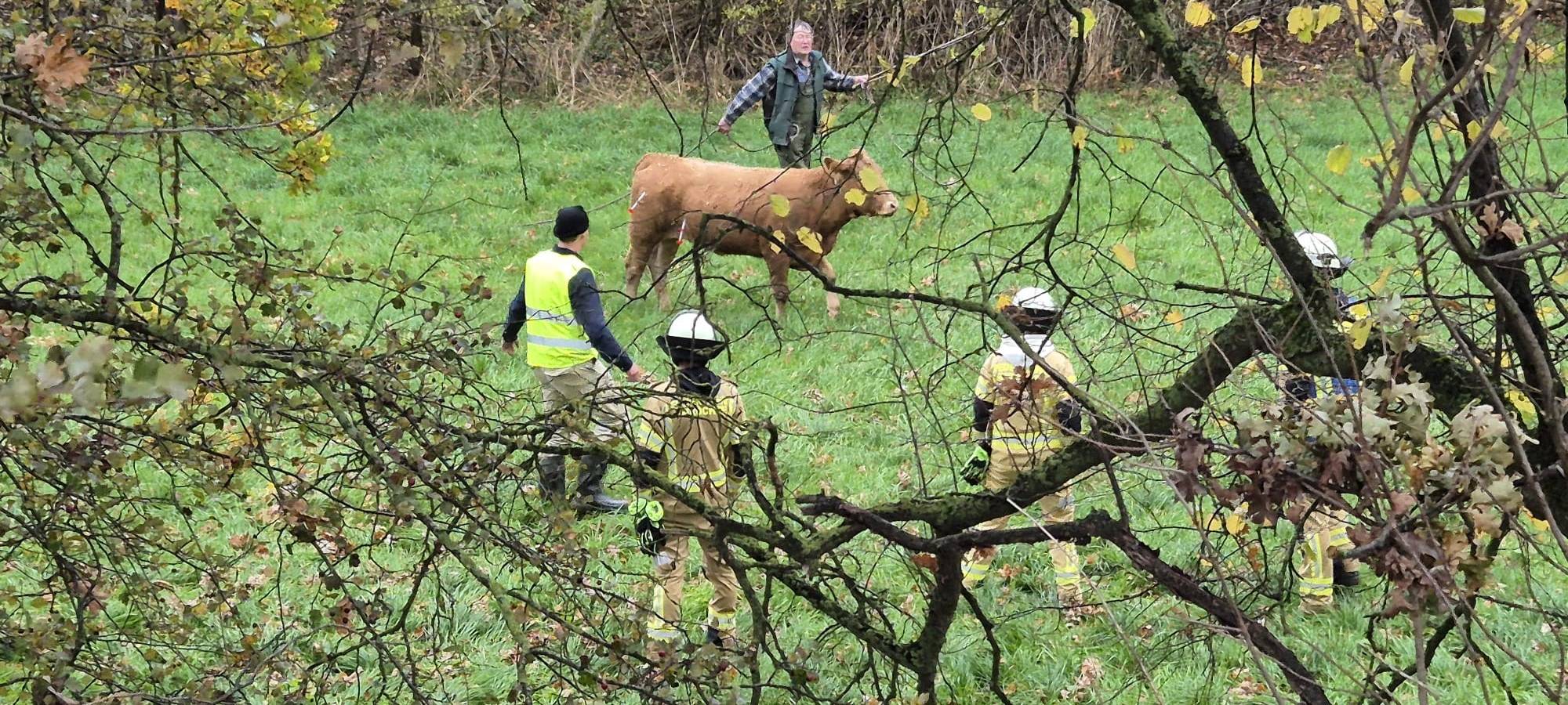 Feuerwehr-Einsatz für ausgerissene Rinder