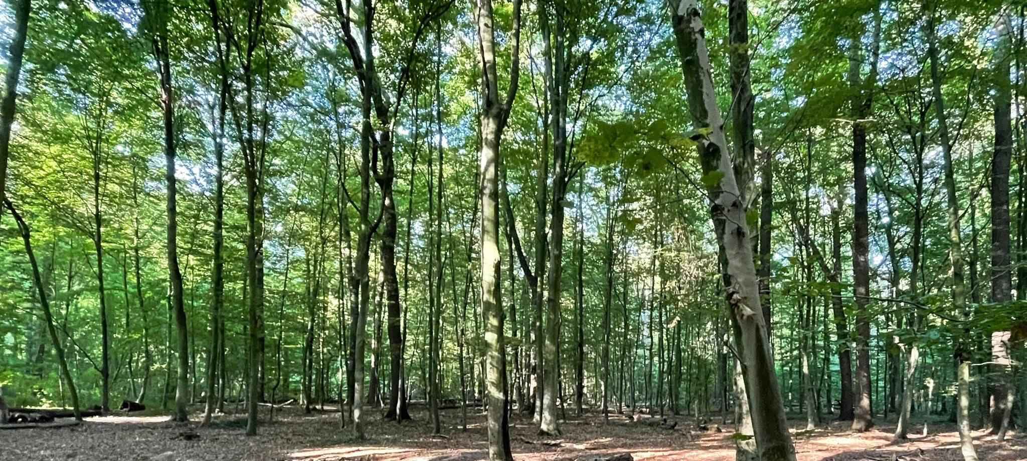 Warstein plant mehr Grün gegen Hitze und Starkregen