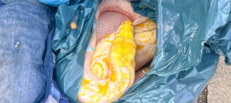 Toter Python an Altkleidercontainer in Welver entdeckt