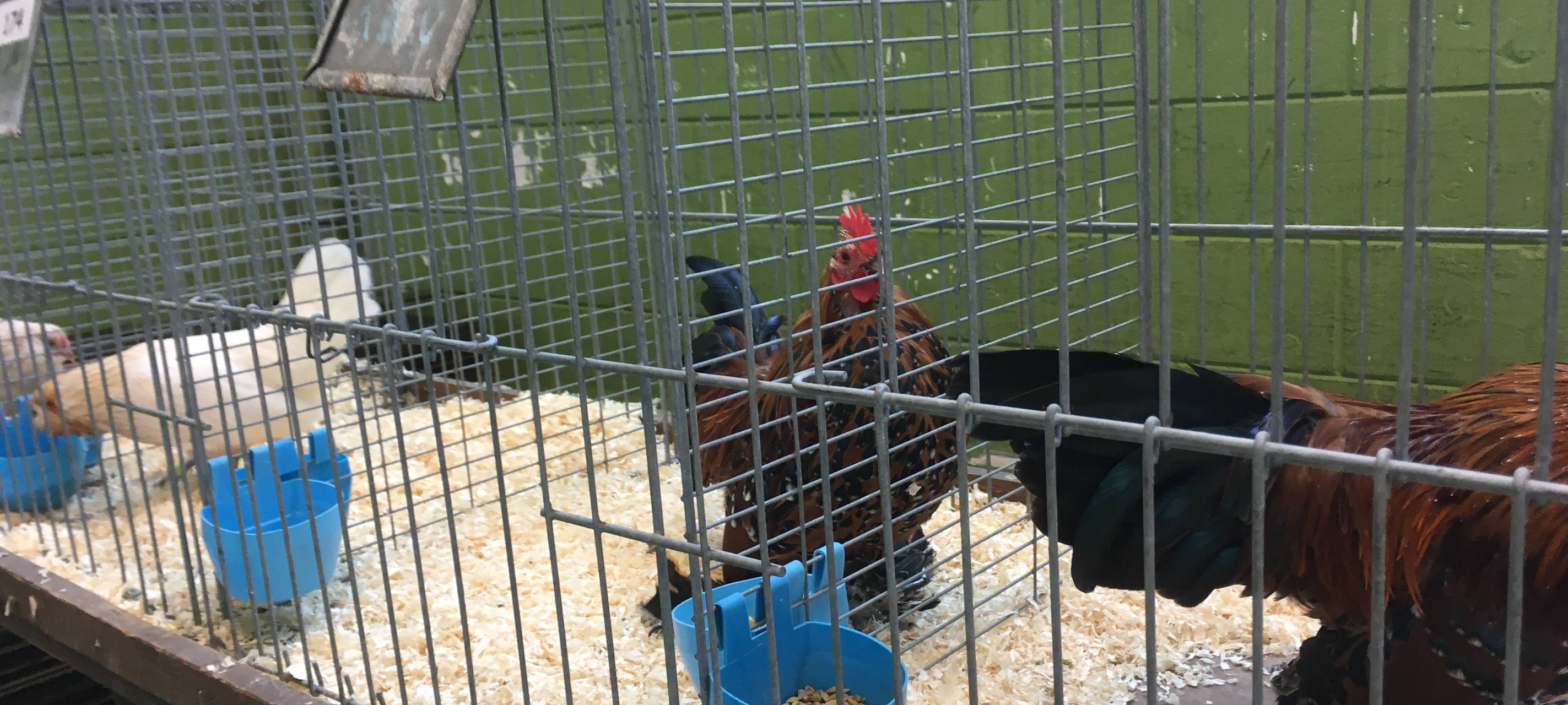 Neue Geflügelpest-Fälle in Delbrück betreffen Lippstadt und Geseke