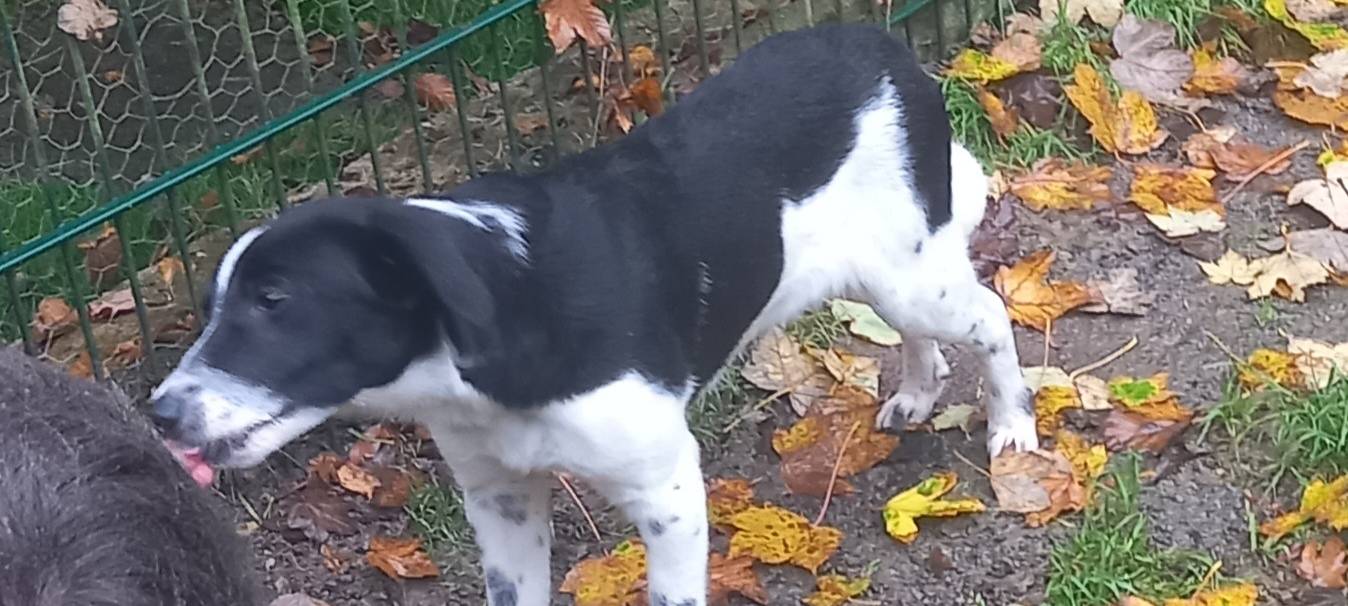 Hellweg Radio: Die Fellnase der Woche