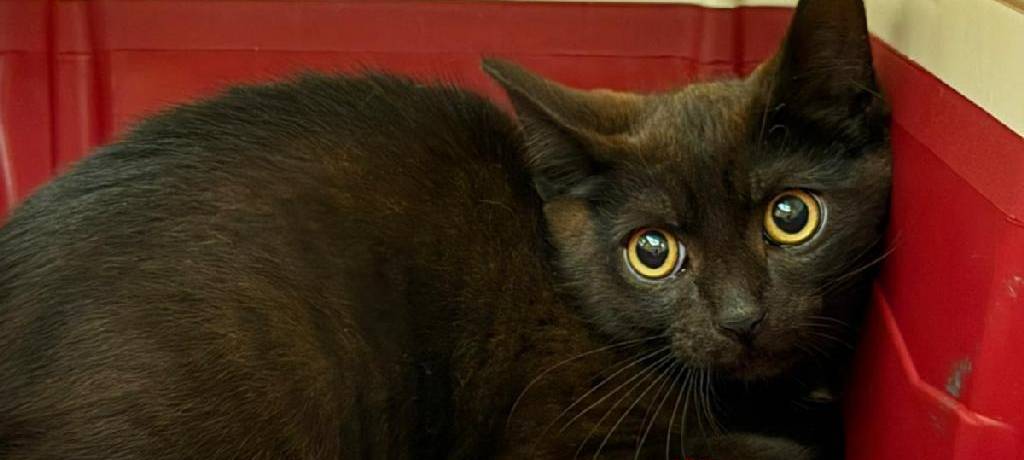 Hellweg Radio: Die Fellnase der Woche