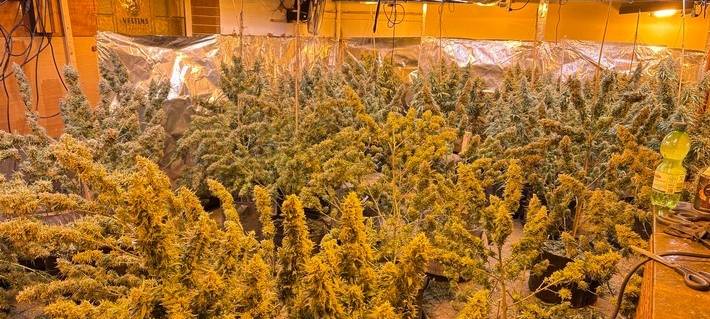 Große Cannabisplantage in Welver-Borgeln entdeckt