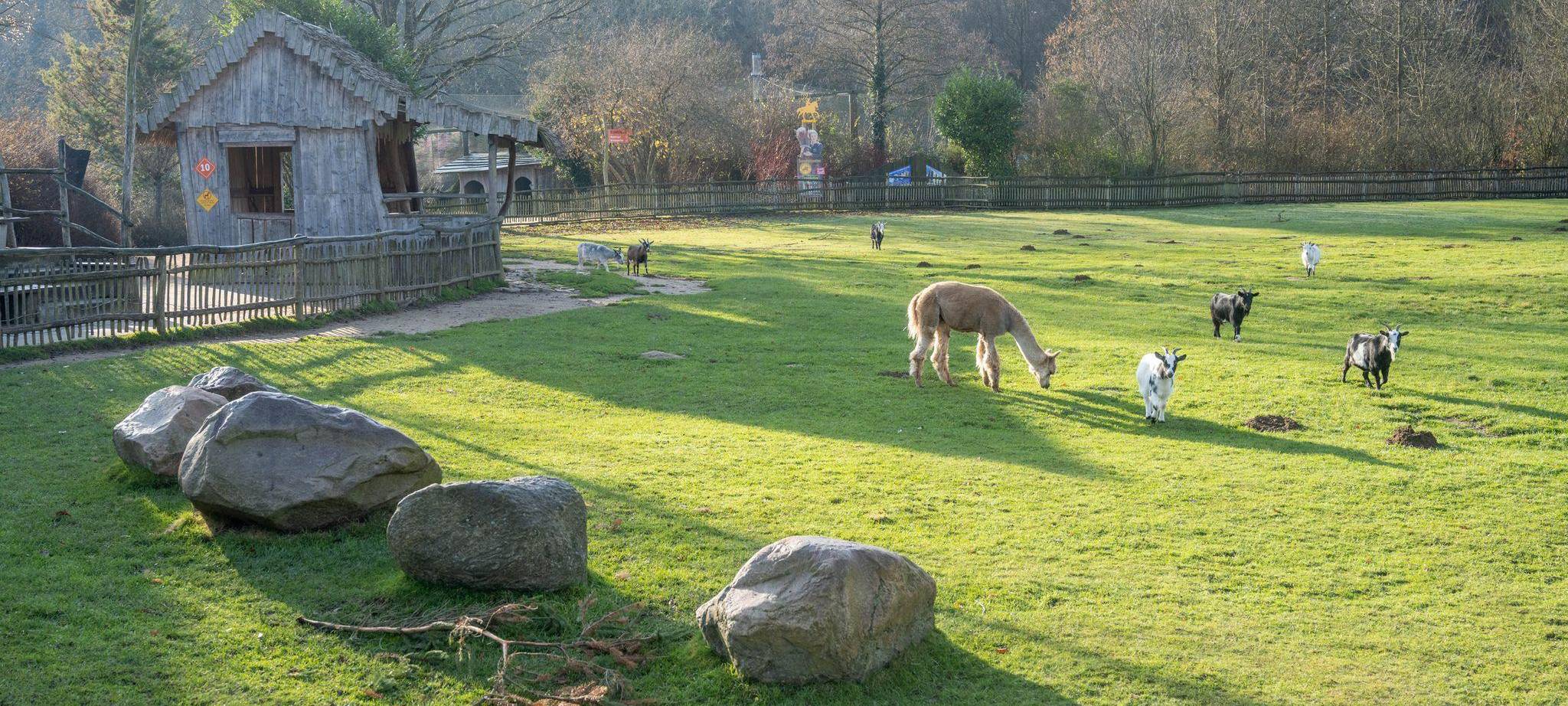 Verfahren gegen Tierpark wegen Verletzung in Streichelgehege