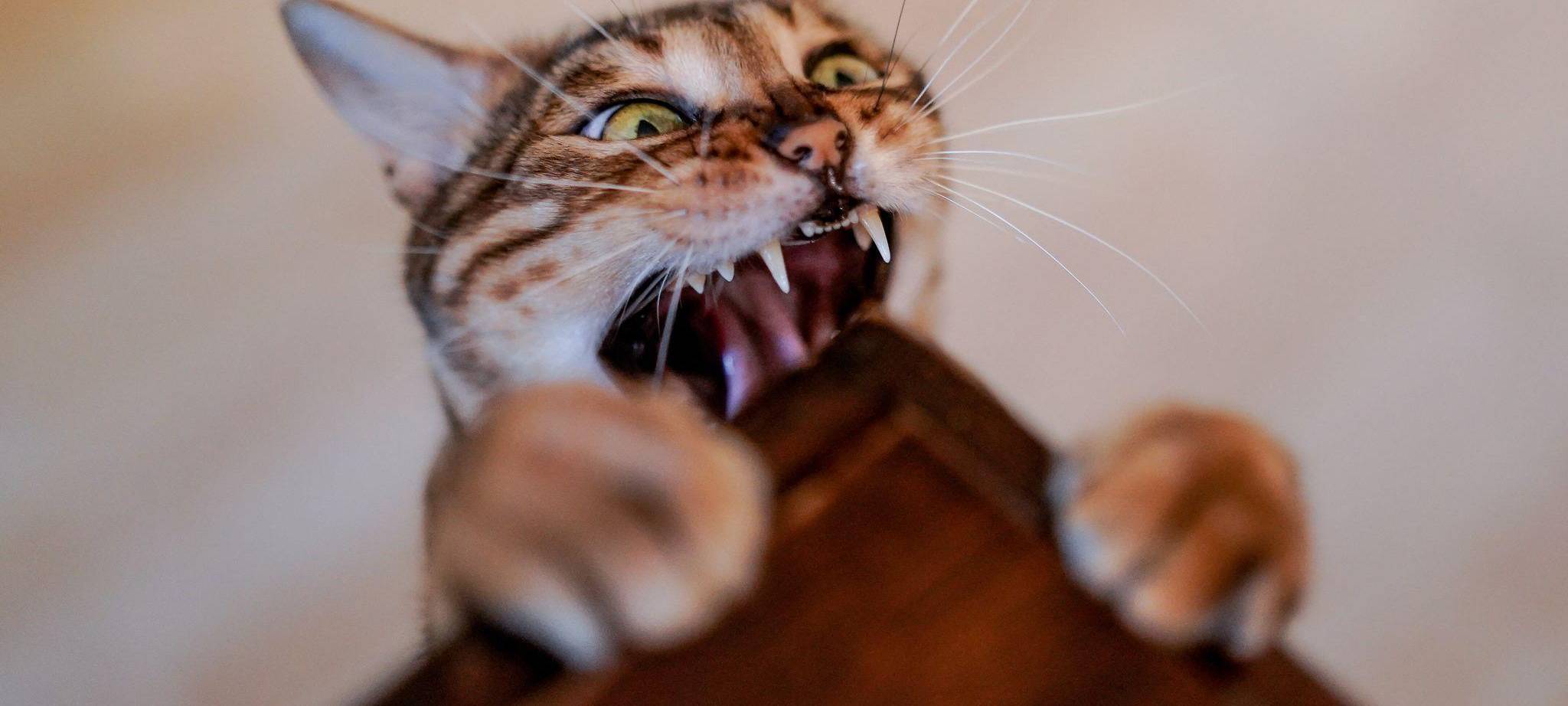 Katze zeigt an einem Tisch ihre Zähne