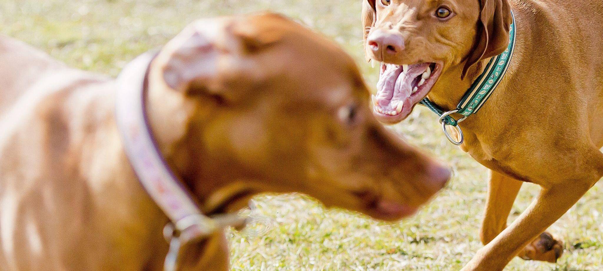 Zwei Hunde sind im Konflikt miteinander