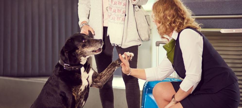 Flughafen Paderborn/Lippstadt: Ruhe statt Böller für Hunde