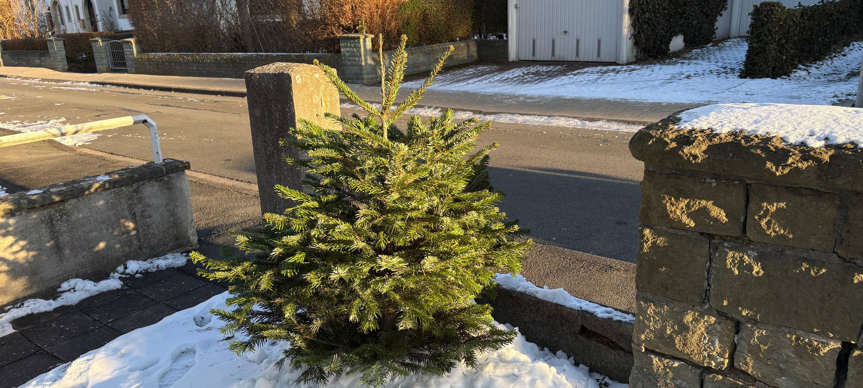 Weihnachtsbaum-Abholung 2026: Termine im Kreis Soest