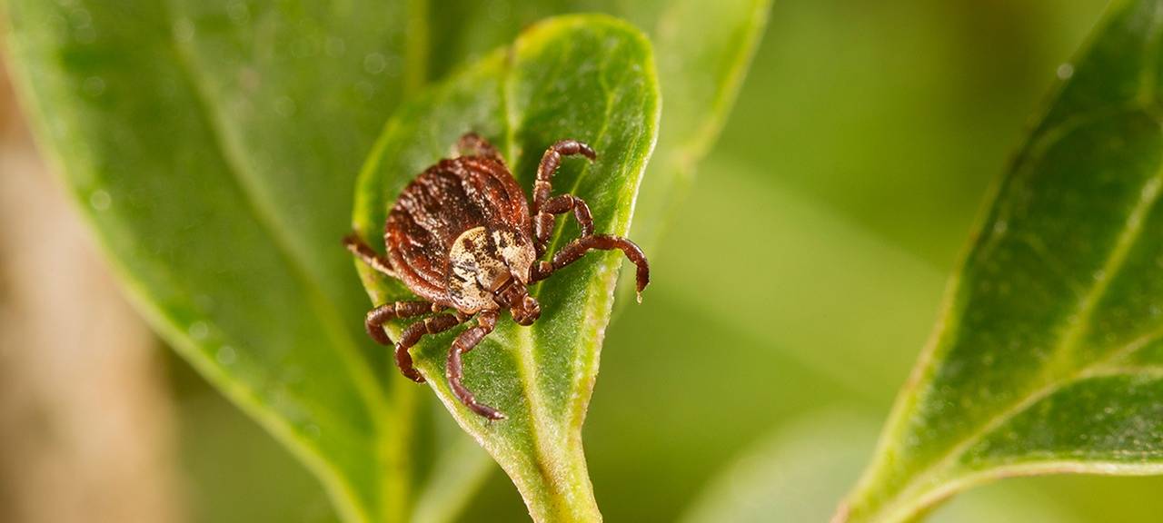 Zecken im Kreis Soest: Schützen und richtig reagieren