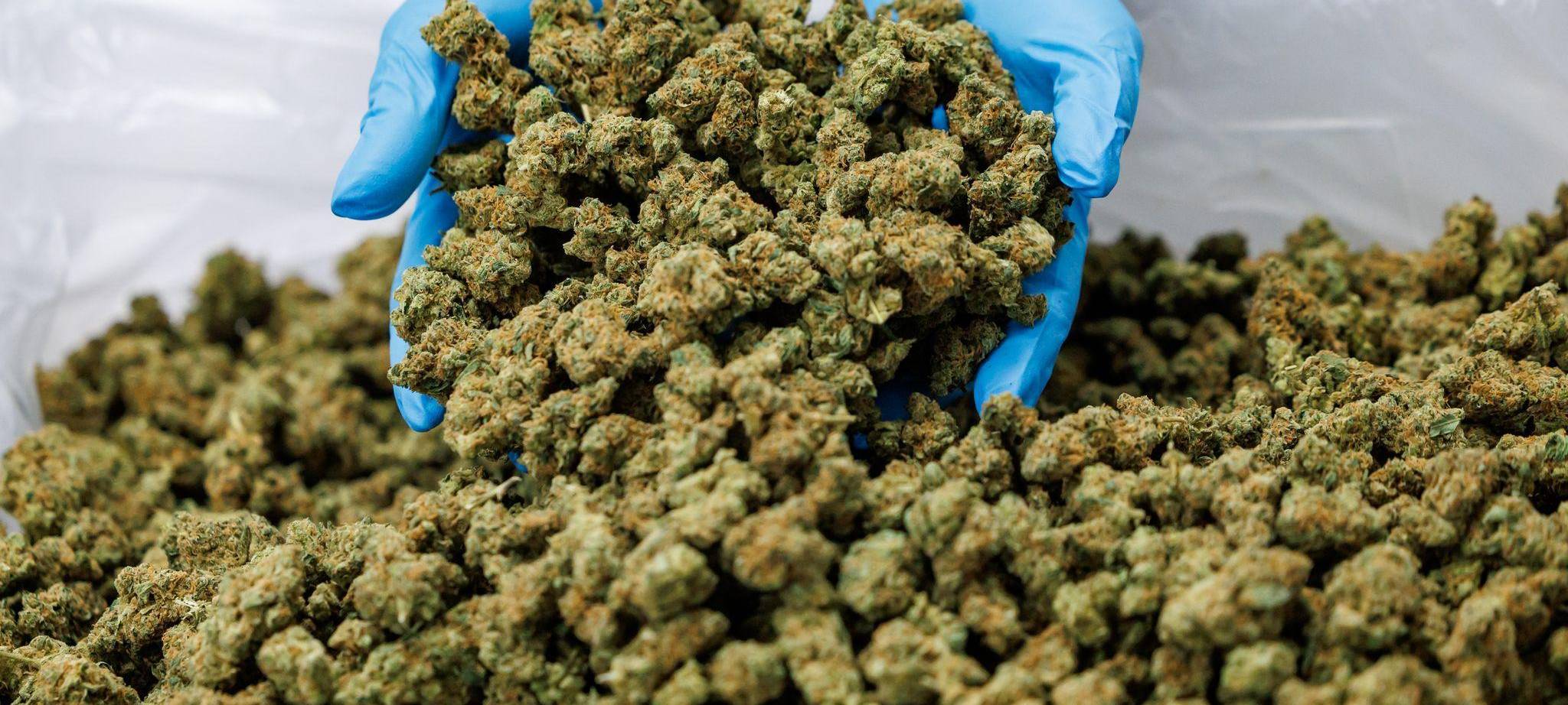 Medizinal-Cannabis-Produktionsstätte