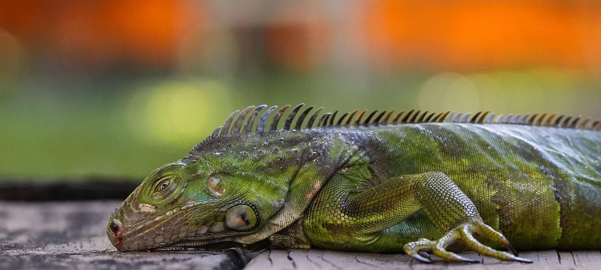 Wetter in USA - Kälterekord in Florida