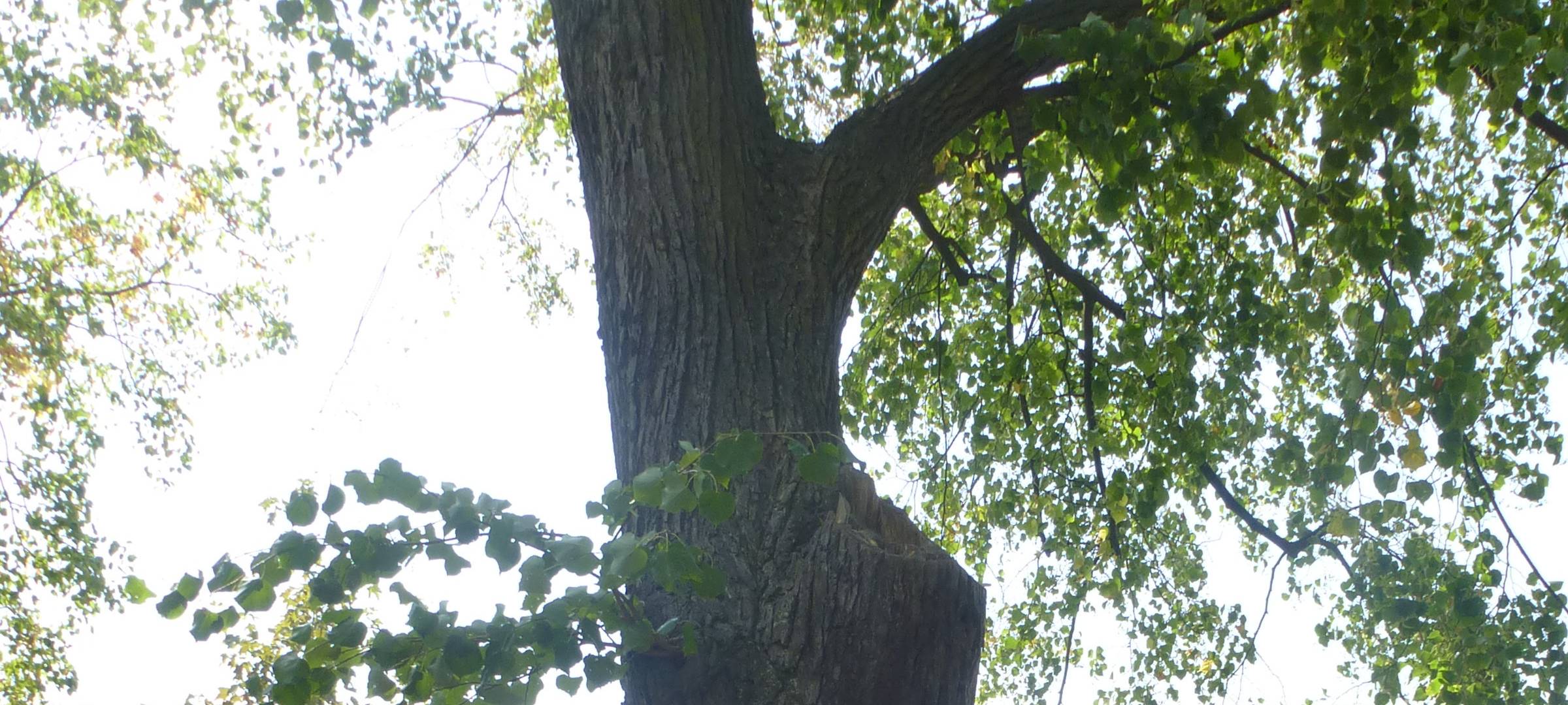 Saatkrähen aus dem Kreis Soest vertreiben