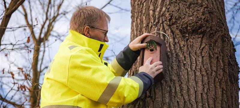 Lippstadt: Nistkästen gegen Eichenprozessionsspinner