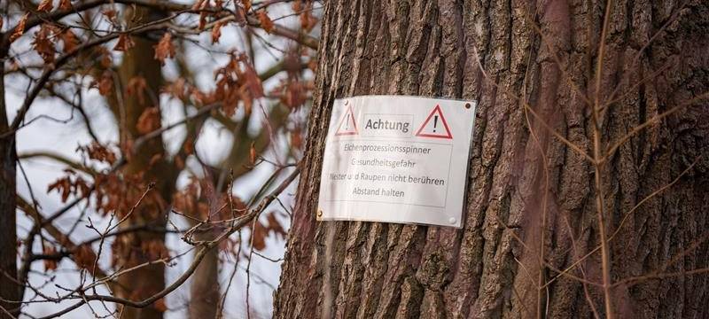 Lippstadt: Nistkästen gegen Eichenprozessionsspinner