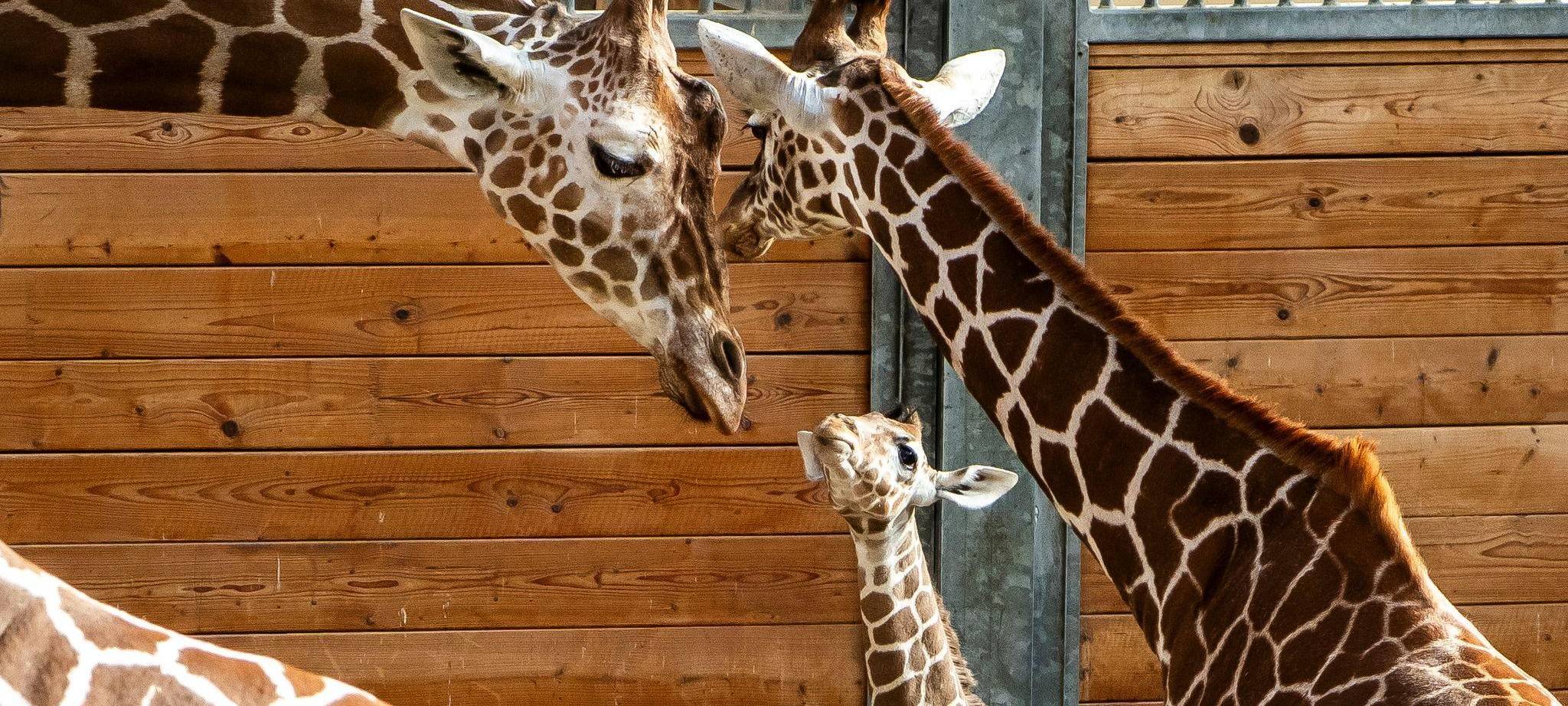 Griraffennachwuchs im Opel-Zoo