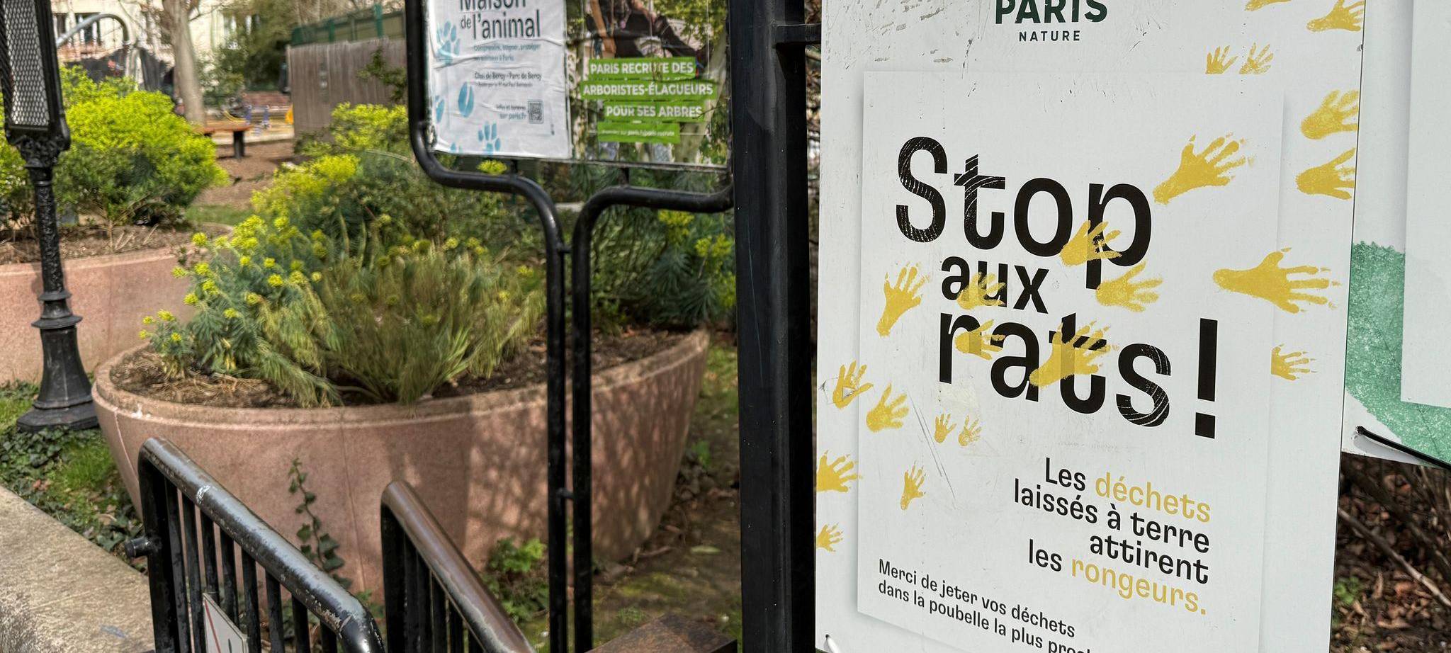 Wahlkampf in Paris - Millionen Ratten sorgen für Streit