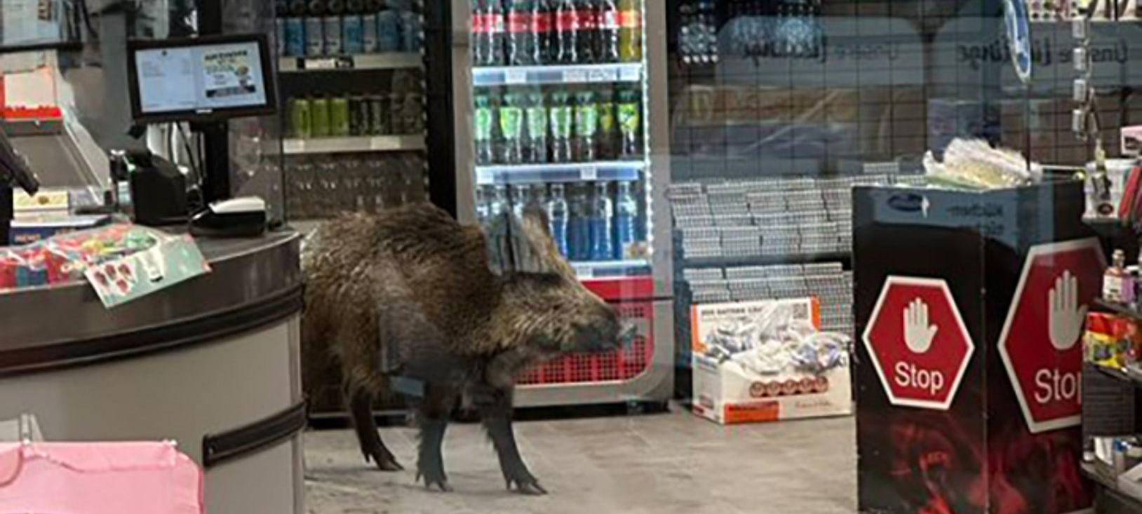 Wildschwein in Einkaufszentrum in Berlin-Köpenick