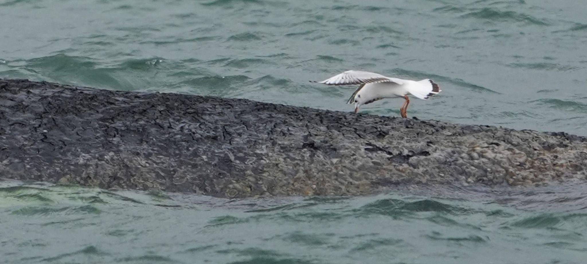 Wal an der Ostseeküste gestrandet