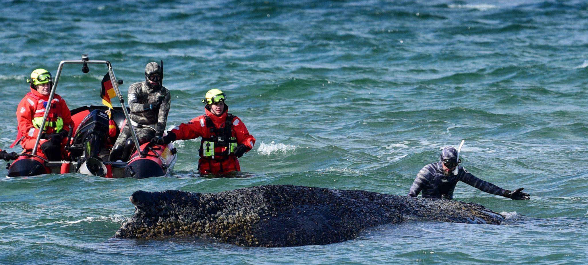 Wal an der Ostseeküste gestrandet
