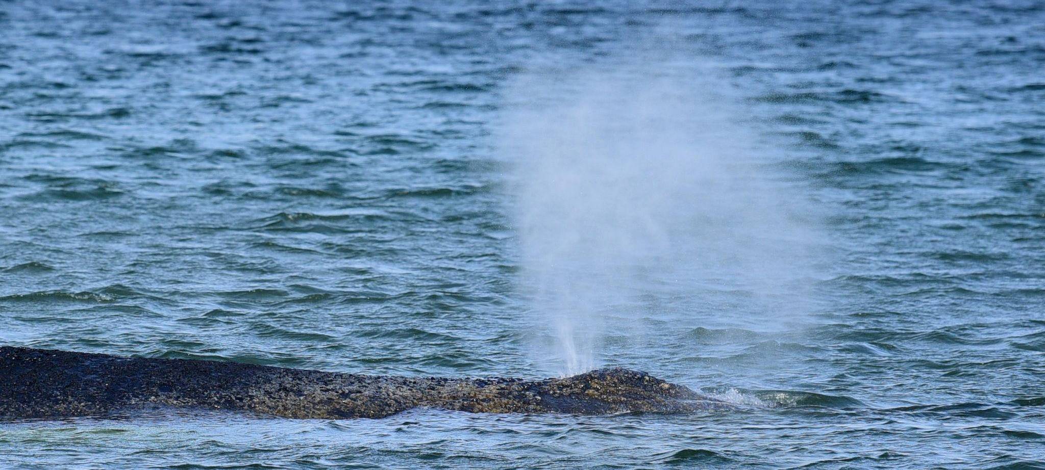 Wal an der Ostseeküste gestrandet