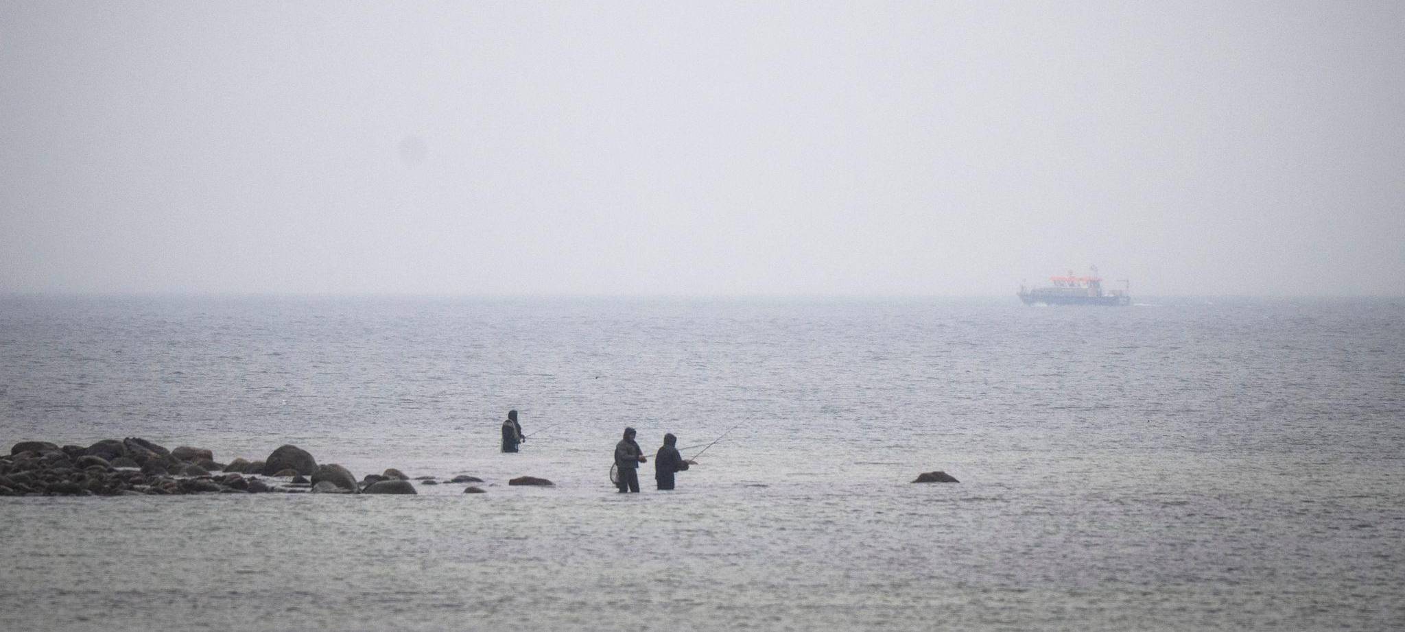 Wal an der Ostseeküste - Fortsetzung der Suche