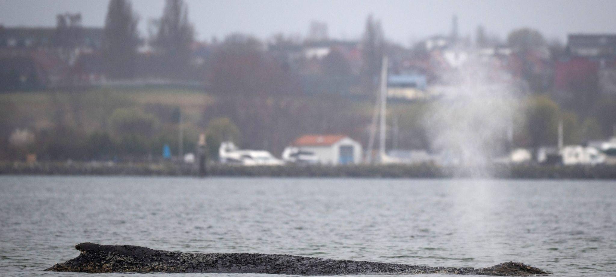 Wal erneut gestrandet