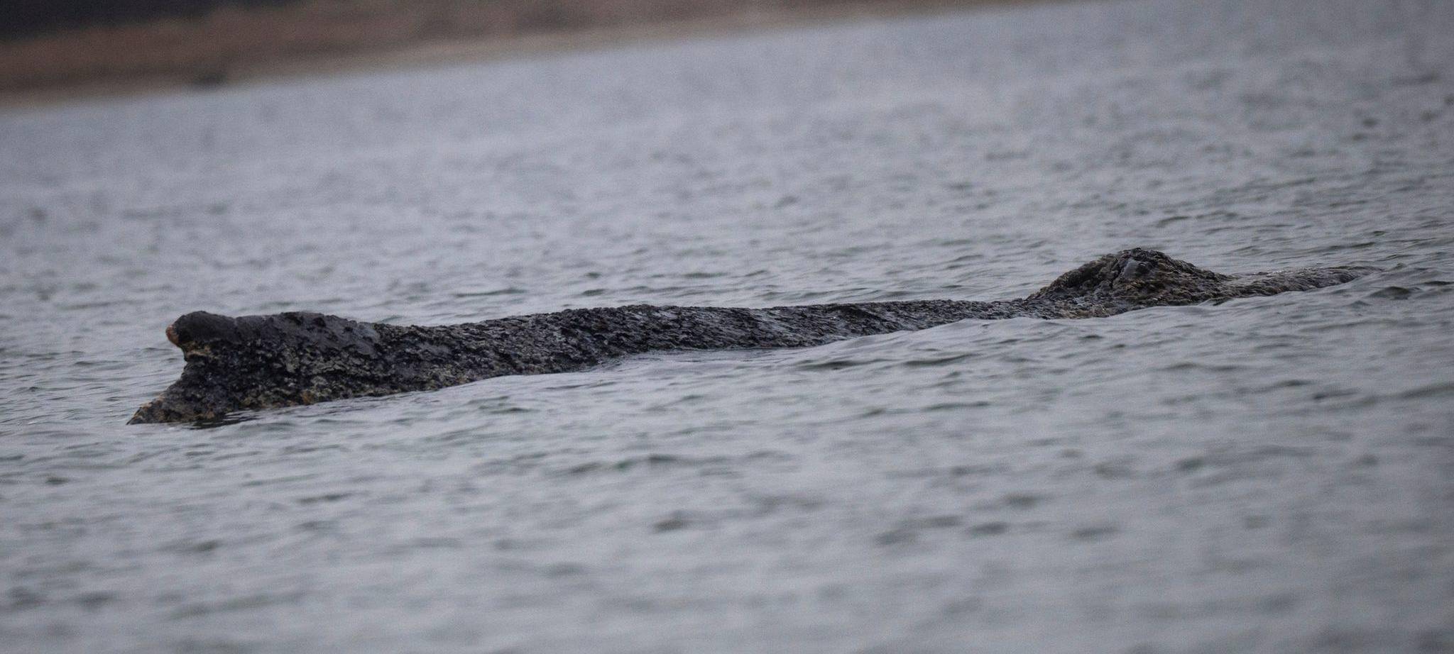 Der in der Ostsee gestrandete Buckelwal.