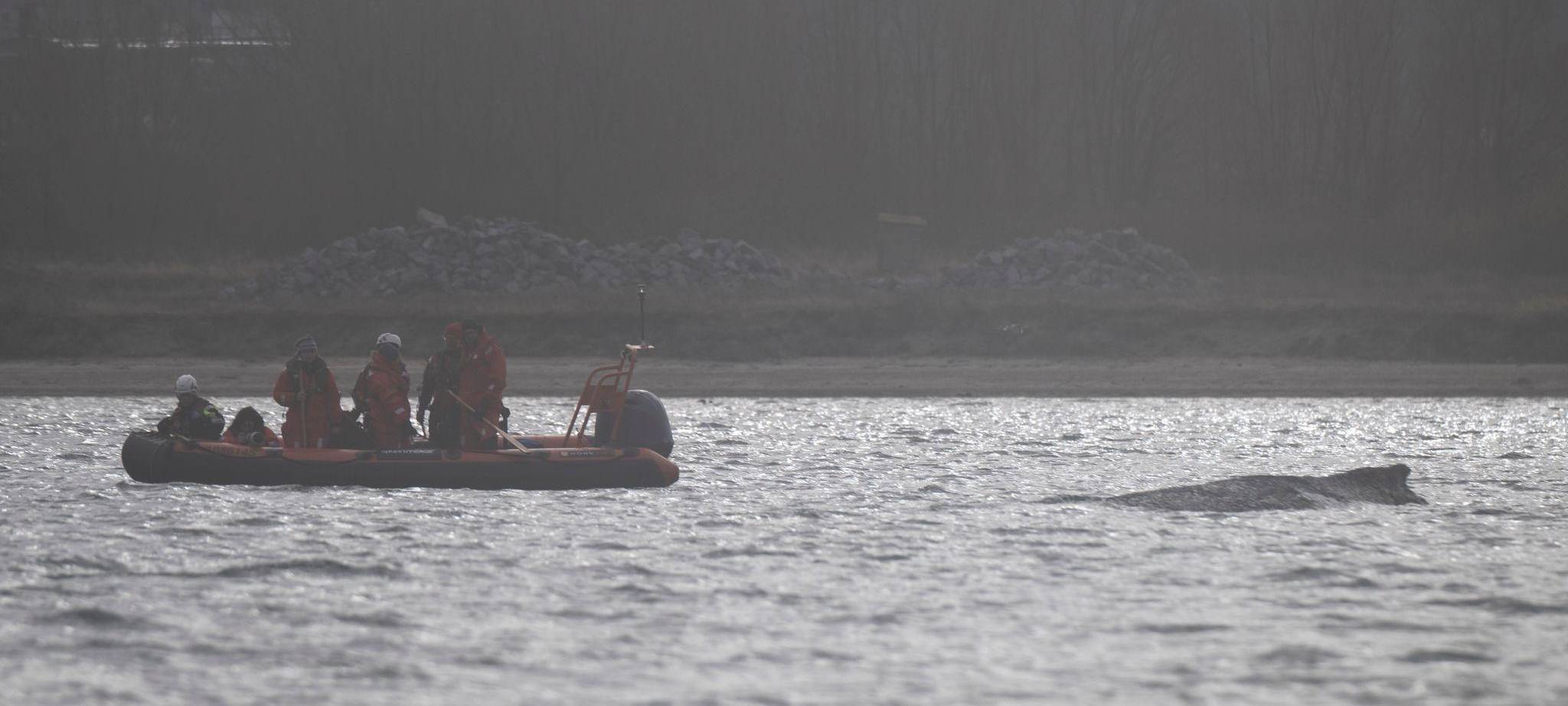 Rettungsaktion für Buckelwal in Wismarer Bucht