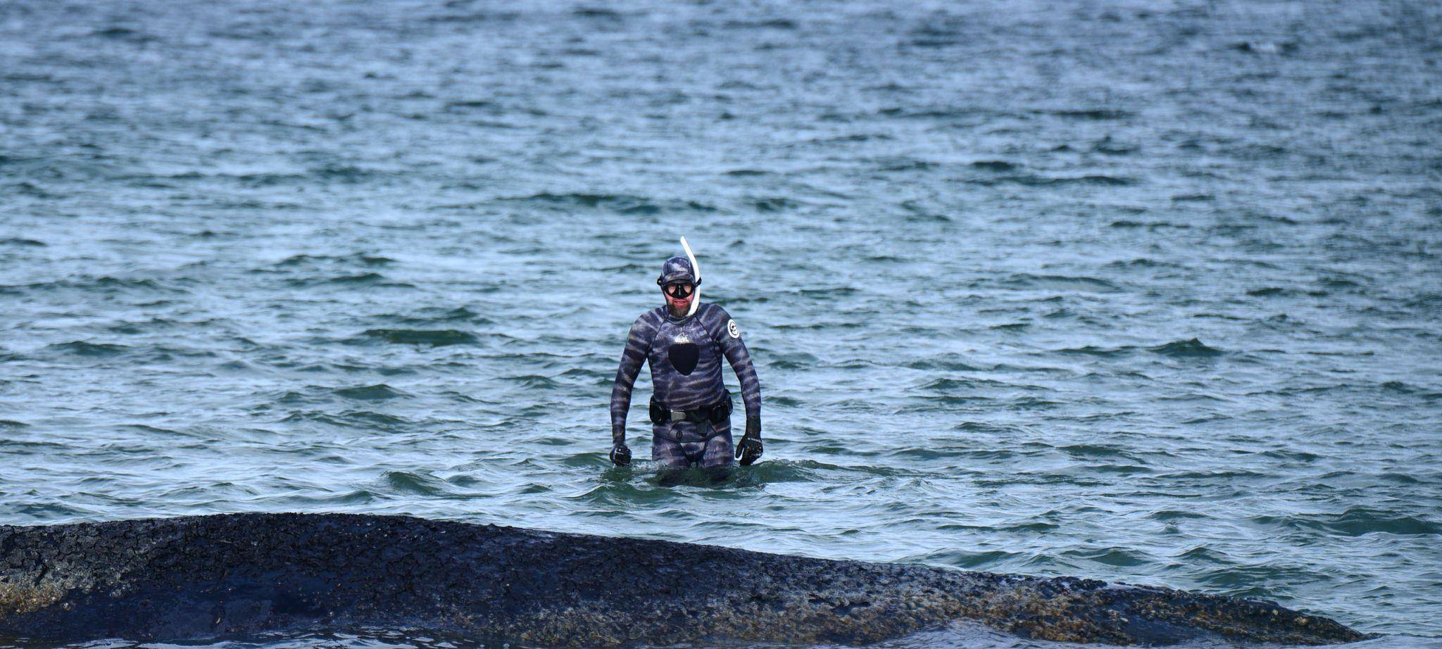 Wal an der Ostseeküste gestrandet