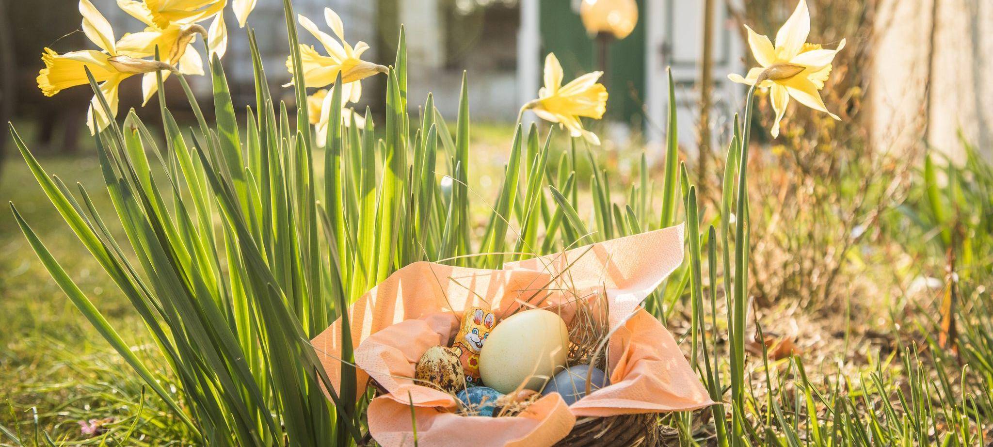 Ostereier in einem Körbchen stehen in einem Garten